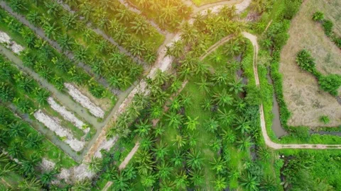An aerial view from a drone flying over a coconut grove Video stock 201903948