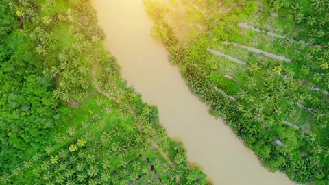 An aerial view from a drone flying over a coconut grove Stock Footage 201904396