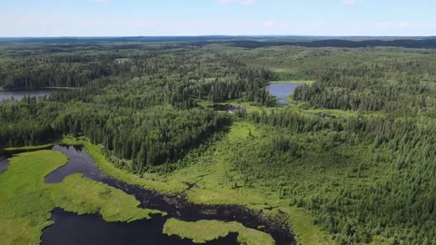 Aerial view from a drone flying over an extensive dark green virgin forest Stock Footage 276281174
