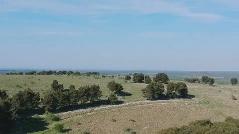 Aerial view with the drone of the forest of Bitonto, Apulia Video stock 152091809