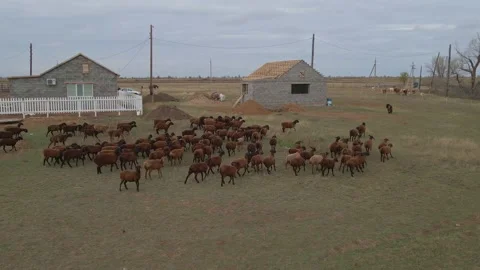 Aerial view from drone. Herd or flock of sheep and lambs walking on the field Stock Footage 237143894