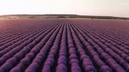 Aerial View Drone High Speed Ahead Bright Purple Field Blooming Lavender Flowers Stock Footage