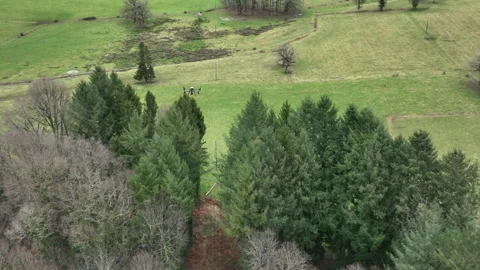 Aerial view of drone hovering near treeline and power lines above green fields Stock Footage 337969443