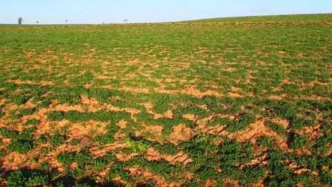 Aerial view from drone of little peanut plant in field Stock Footage 252148496