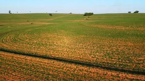 Aerial view from drone of little peanut plant Stock Footage 252150071