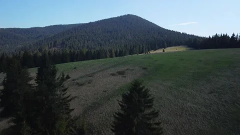 Aerial view from a drone. A meadow in the middle of a dense spruce forest in a Stock-Footage 201164543