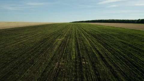 Aerial view; drone moving backward over the agricultural field Stock Footage 109590369