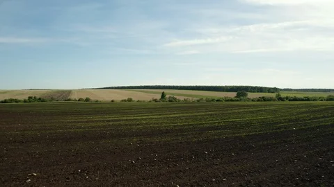 Aerial view; drone moving forward over the agricultural field Stock Footage 109587899