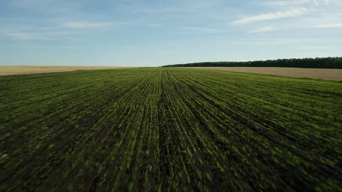 Aerial view; drone moving forward over the agricultural field Stock Footage 109588522