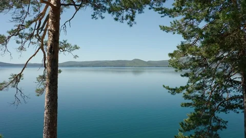 Aerial view; drone moving forward between coniferous trees Stock Footage 110168525