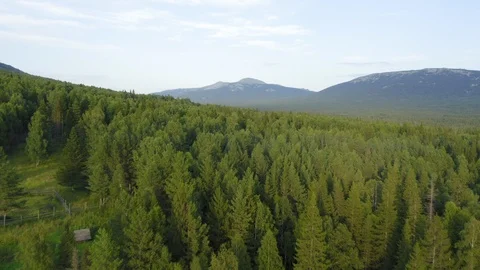 Aerial view. drone moving over the mixed forest in the evening Stock Footage 116860306