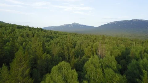 Aerial view. drone moving over the mixed forest in the evening Stock Footage 116873548