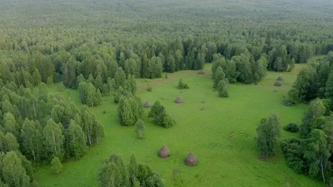 Aerial view. drone moving over the mixed forest in the evening Stock Footage 116873994