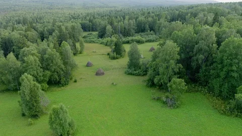 Aerial view. drone moving over the mixed forest in the evening Stock Footage 116874488