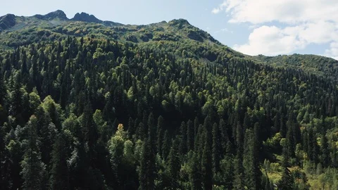 Aerial view. drone moving over trees crones Stock Footage 120886033