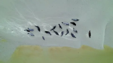 Aerial view by drone of natural bay with sea lions Stockbeeldmateriaal 166310645