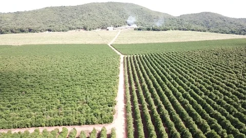 Aerial view from drone over coffee farm in Brazil 4K Stock Footage 114884766