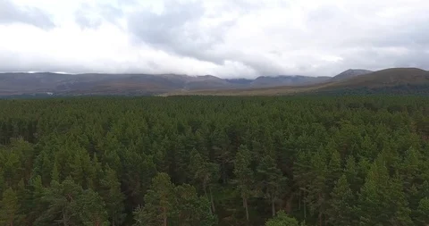 Aerial view from a drone over a forest in Scotland Stock Footage 109046182