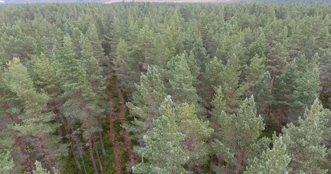 Aerial view from a drone over a forest in Scotland 動画素材 109046199