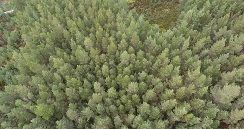Aerial view from a drone over a forest in Scotland 스톡 동영상 109046229