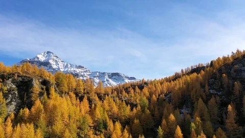 Aerial view with drone over the forest in Autumn. Stock Footage 118396181