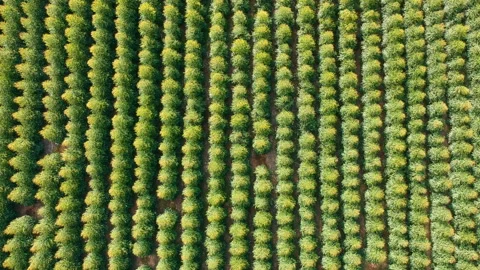 Aerial view of drone of a planted eucalyptus forest Stock Footage 119551078