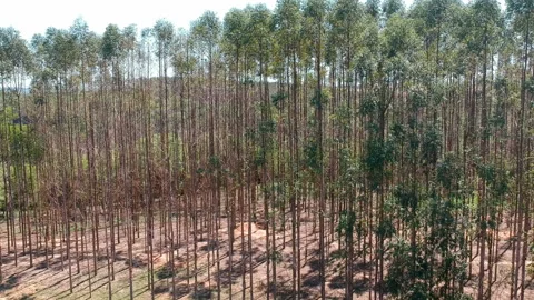 Aerial view of drone of a planted eucalyptus forest Stock Footage 127611350