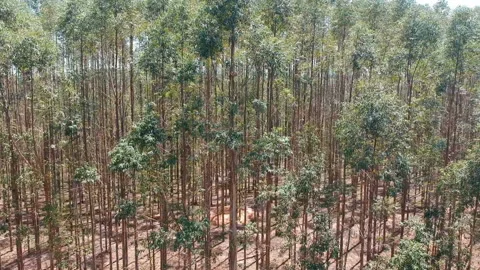 Aerial view of drone of a planted eucalyptus forest Stock Footage 127612132