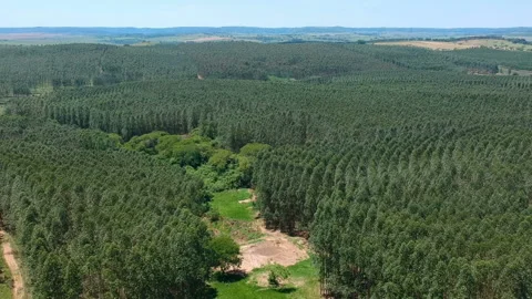 Aerial view of drone of a planted eucalyptus forest Video stock 127659689