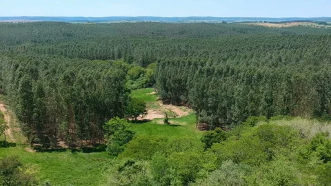 Aerial view of drone of a planted eucalyptus forest Stock Footage 127731191