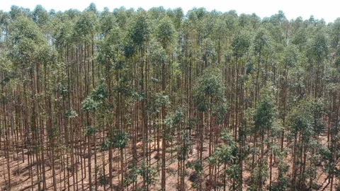 Aerial view of drone of a planted eucalyptus forest Stock Footage 129522354