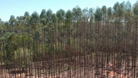 Aerial view of drone of a planted eucalyptus forest Stock Footage 129534874