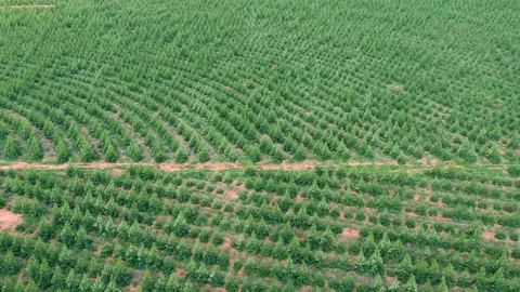 Aerial view of drone of a planted eucalyptus forest Stock Footage 147307544
