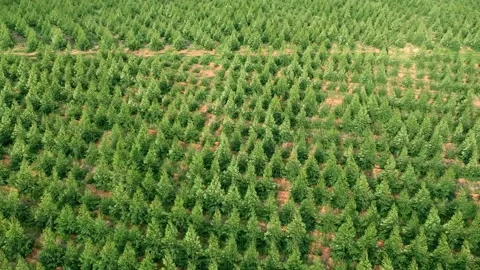 Aerial view of drone of a planted eucalyptus forest Stock-Footage 147308855