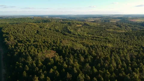 Aerial view of drone of a planted eucalyptus forest Stock Footage 148452038