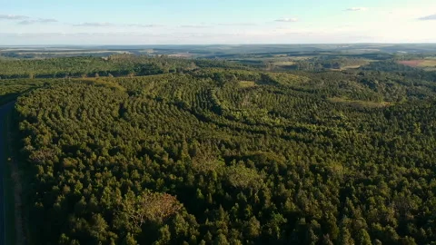 Aerial view of drone of a planted eucalyptus forest Stock Footage 148452384