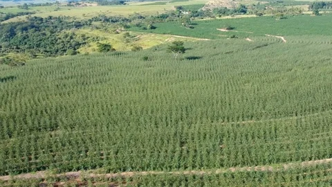 Aerial view of drone of a planted eucalyptus forest Video stock 154667475