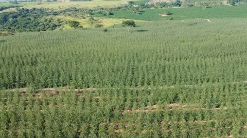 Aerial view of drone of a planted eucalyptus forest Stock Footage 154667511