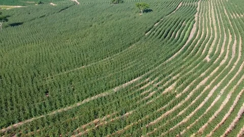 Aerial view of drone of a planted eucalyptus forest Stock Footage 155526410