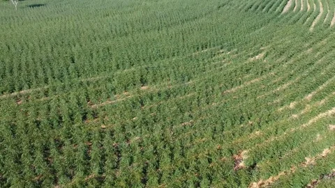 Aerial view of drone of a planted eucalyptus forest Stock Footage 157190417