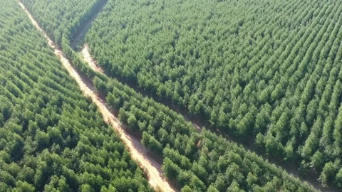 Aerial view of drone of a planted eucalyptus forest Stock Footage 157893013