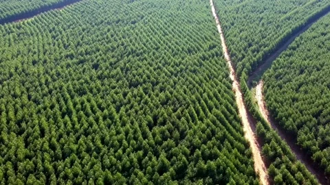 Aerial view of drone of a planted eucalyptus forest Stock Footage 159759182
