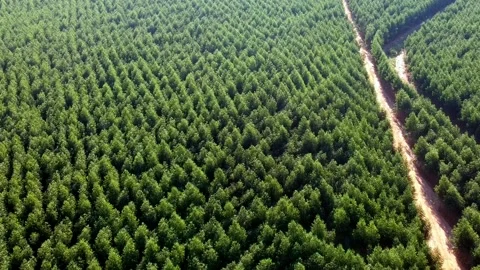 Aerial view of drone of a planted eucalyptus forest Stock Footage 161127174