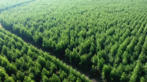 Aerial view of drone of a planted eucalyptus forest Stock Footage 166716448