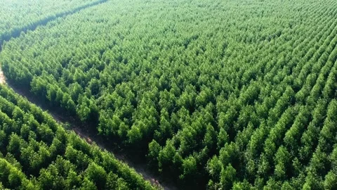 Aerial view of drone of a planted eucalyptus forest Stock Footage 167047109
