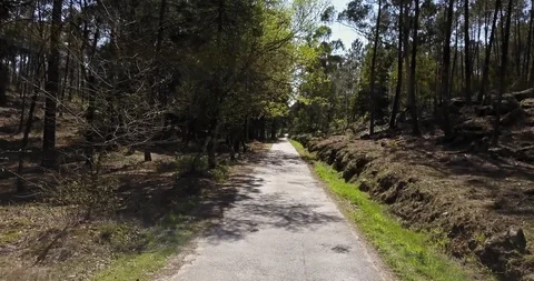 Aerial view of drone, with road and typical Portuguese forest Stock Footage 105257589