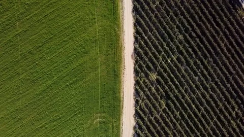 Aerial view from drone on road between green field and olive trees Stock Footage 118863457
