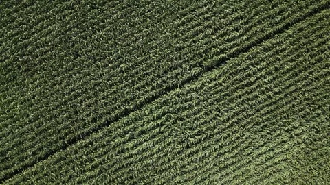Aerial View Drone Shot of Corn Field Rows Swaying in Wind on Sunny Day Stock Footage 343924589