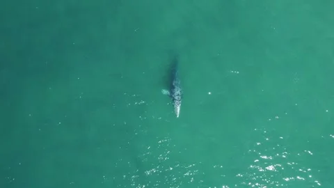 Aerial View Drone Shot of Gray Whale Swimming in Baja California Sur Turquoise Stock Footage 341323543