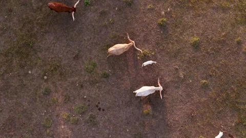Aerial View Drone Shot of Texas Longhorn Cows and Calves Grazing in Open Field Stock Footage 342890392